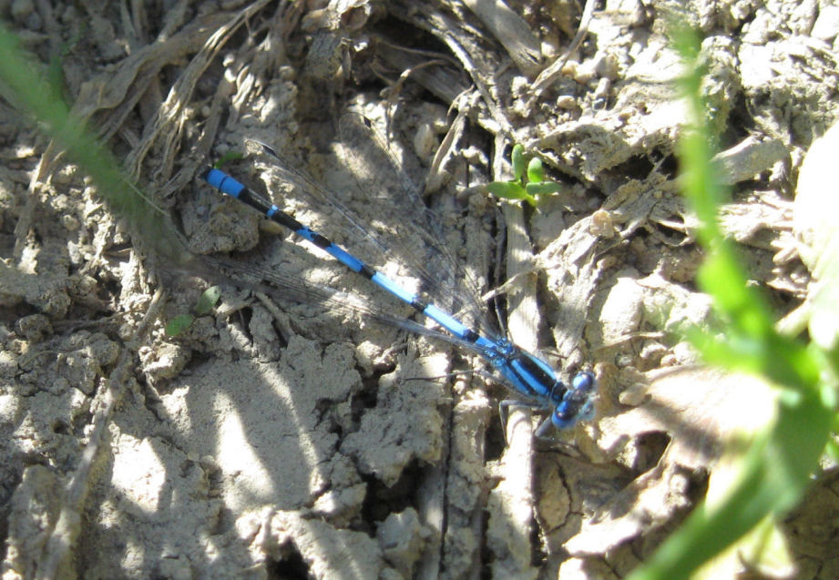 Libellula di Culmine S. Pietro, Valsassina (LC)